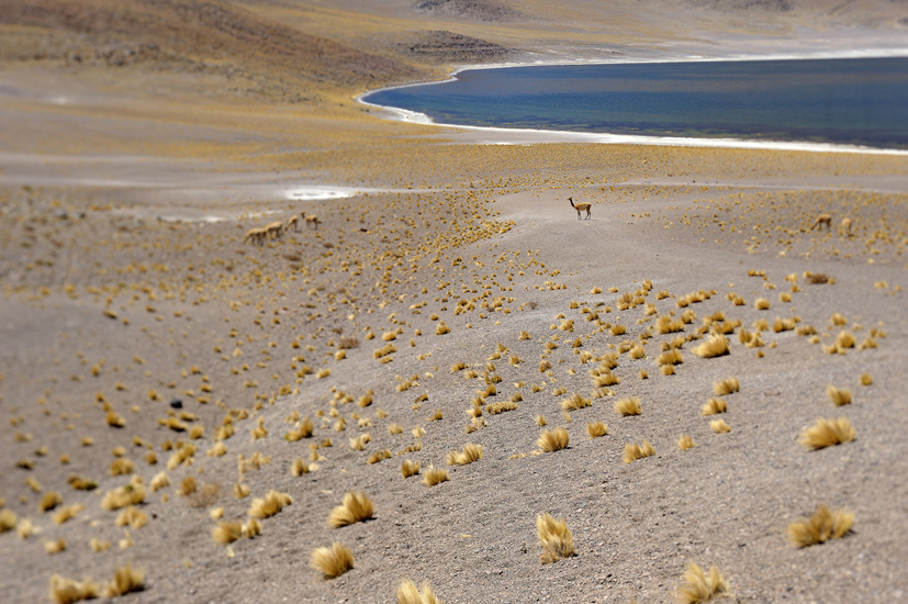 Chili et Bolivie déserts et salars (1)