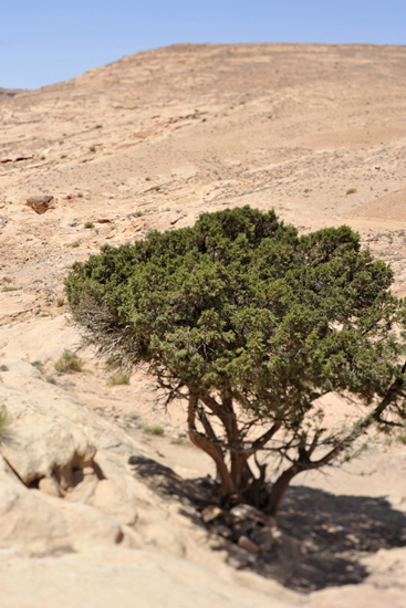 Jordanie désert du Wadi Rum et Cité de Pétra (7)